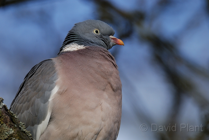 Wood pigeon head - B.JPG - Wood pigeon - Gloucesrershire